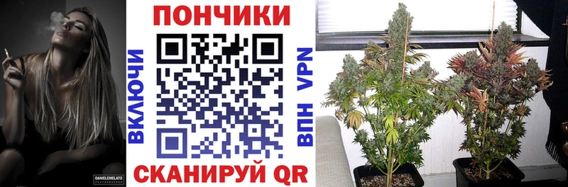 наркота  Волхов  Конопля конопля 